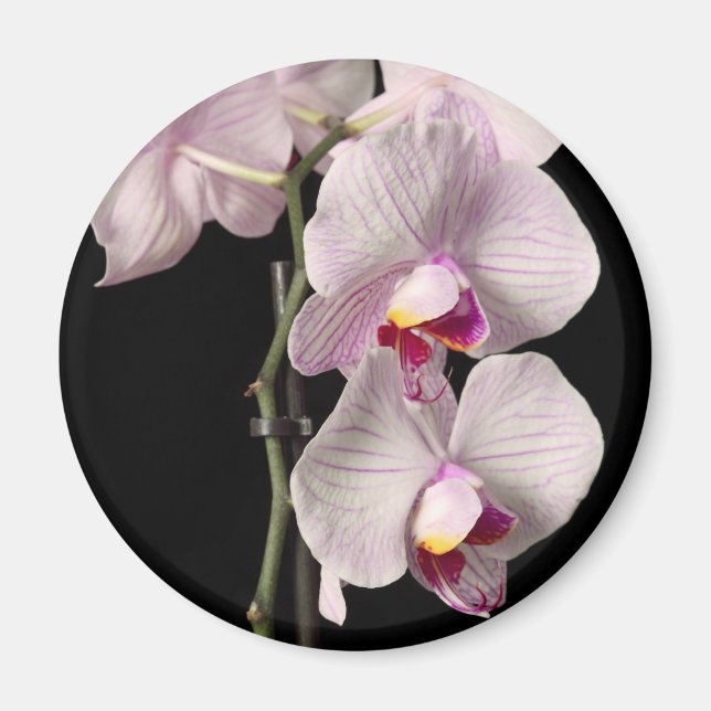 Phalaenopsis orchid magnet (Vorne)