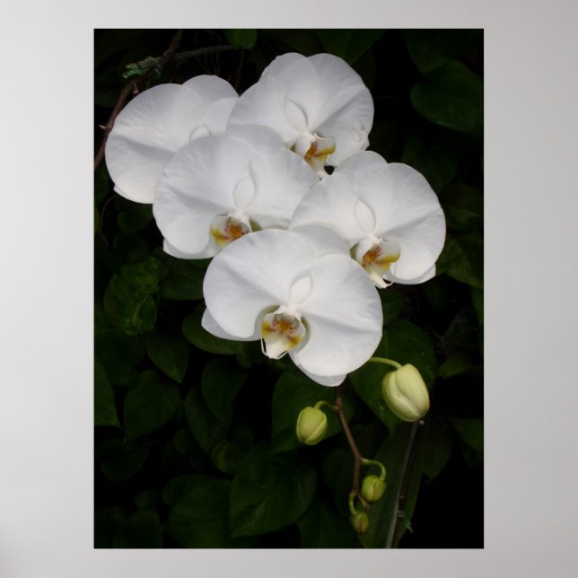 Phalaenopsis Orchid Poster (Vorne)