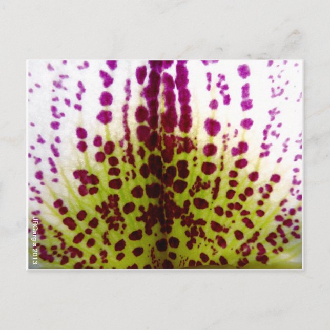 Phalaenopsis Orchid Postkarte (Vorderseite)