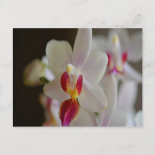 Phalaenopsis Orchid Postkarte
