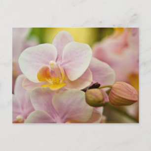 Phalaenopsis Orchid Postkarte