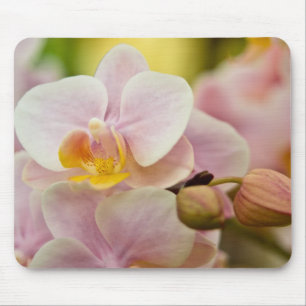 Phalaenopsis-Orchidee Mousepad