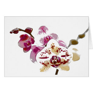 Phalaenopsis-Orchideen-Blumen-Blumenstrauß
