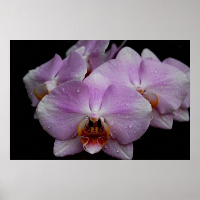 Phalaenopsis Orchids Poster (Vorne)