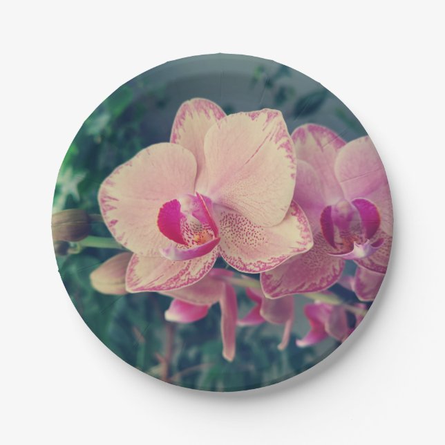 Phalaenopsis polka dot pink Blume floral Pappteller (Vorderseite)