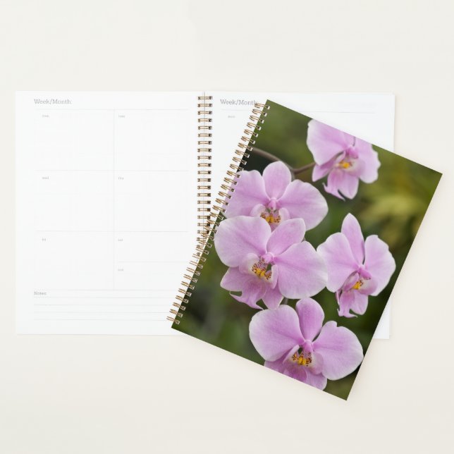 Phalaenopsis Schilleriana Planer (Anzeige)