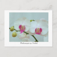 Phalaenopsis sp. Orchid