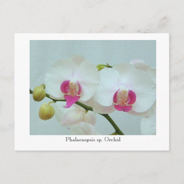 Phalaenopsis sp. Orchid Postkarte (Vorderseite)