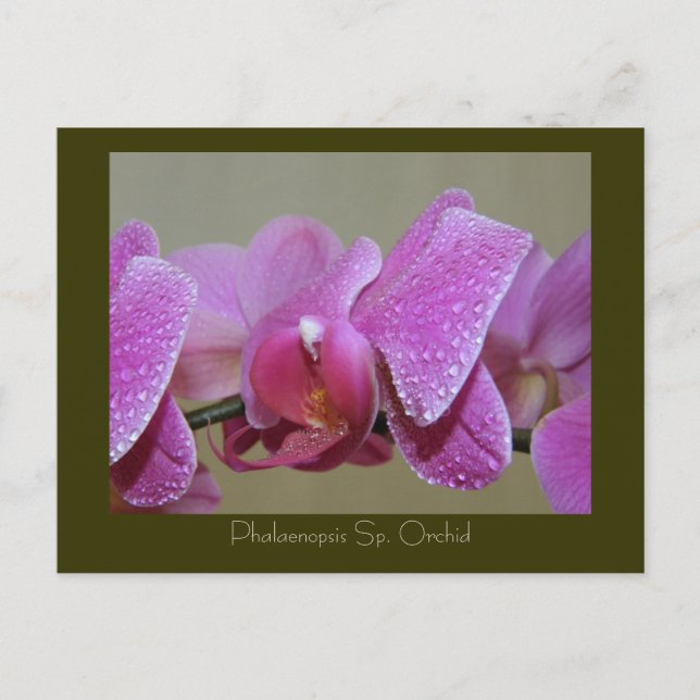 Phalaenopsis Sp. Orchidee Postkarte (Vorderseite)