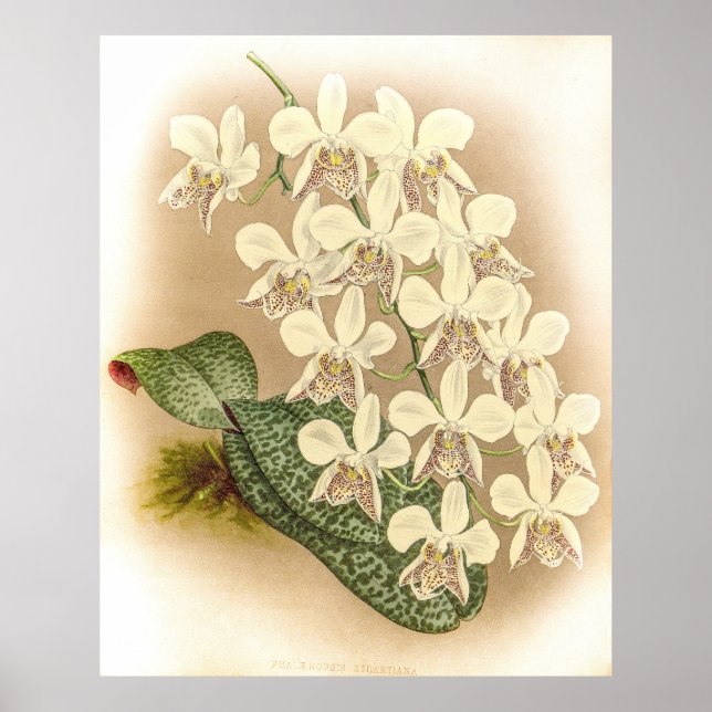 Phalaenopsis stuartiana Orchid Poster (Vorne)