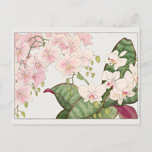 Phalaenopsis von Tanigami Konan Postkarte (Vorderseite)