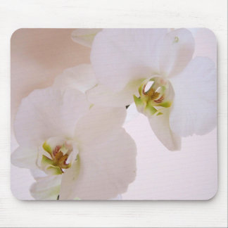 Phalaenopsis-weiße wilde Orchideen-Blumen in der Mousepad
