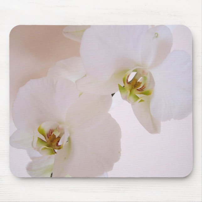 Phalaenopsis-weiße wilde Orchideen-Blumen in der Mousepad (Vorne)