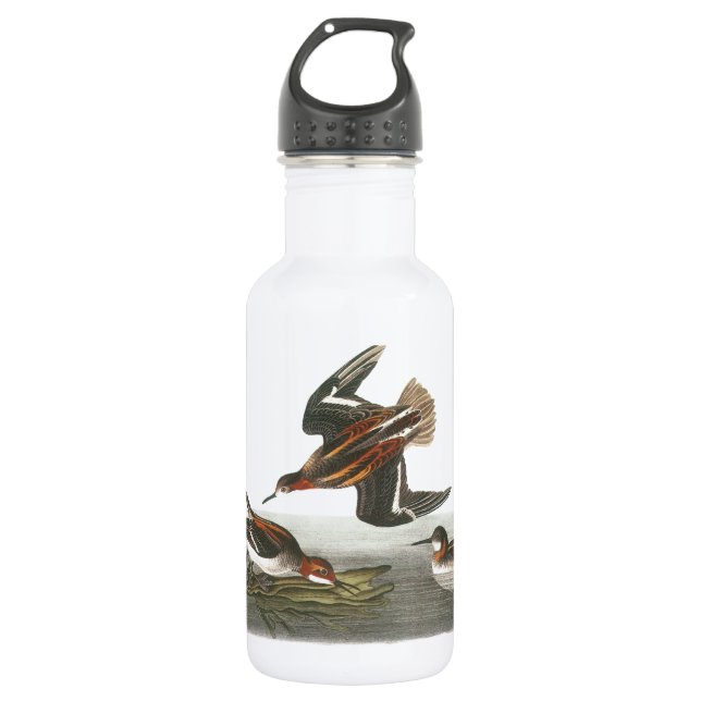 Phalarope mit rotem Hals von Audubon Trinkflasche (Vorderseite)