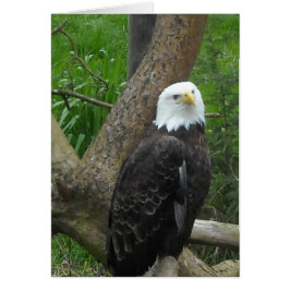 Phantastisch Bald Eagle