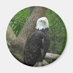 Phantastisch Bald Eagle Magnet