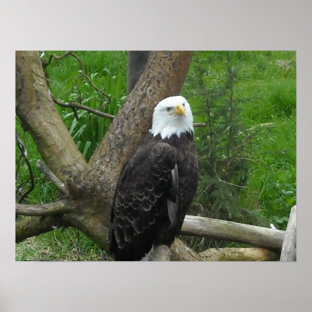 Phantastisch Bald Eagle Poster (Vorne)