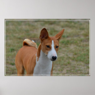 Phantastisch Basenji Dog Poster