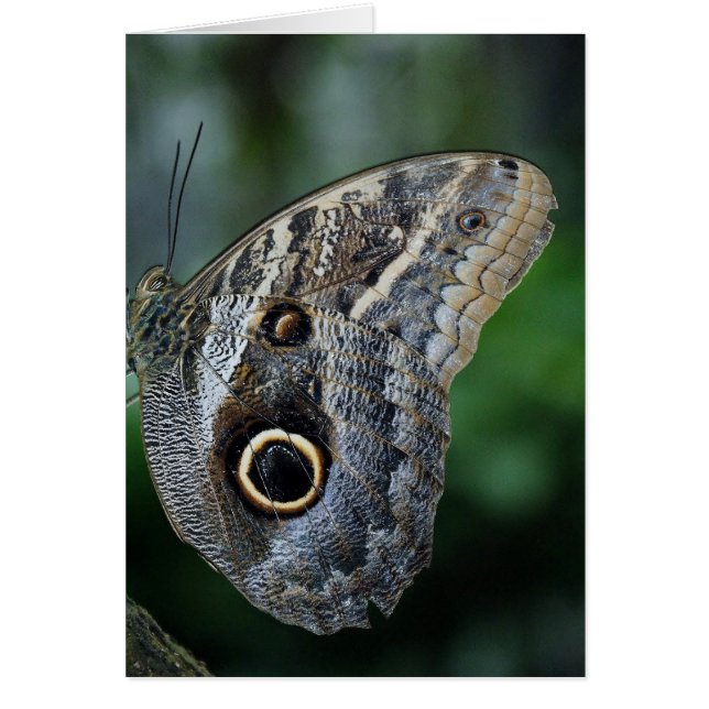 Phantastisch Caligo Eurilochus Butterfly (Vorne)