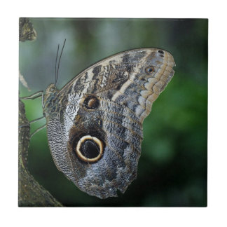 Phantastisch Caligo Eurilochus Butterfly Fliese
