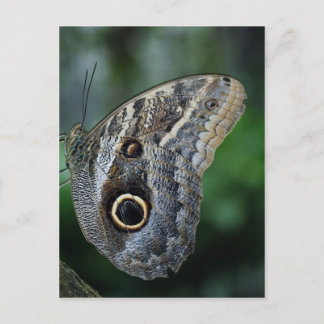 Phantastisch Caligo Eurilochus Butterfly Postkarte