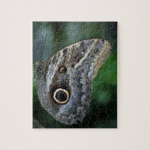 Phantastisch Caligo Eurilochus Butterfly Puzzle