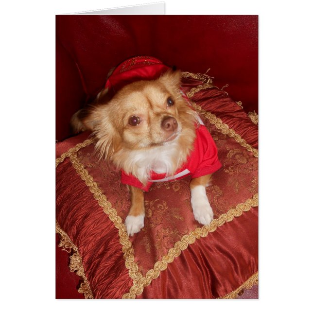 phantastisch Coco (Vorne)