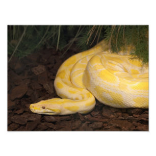 Phantastisch-Gelbe Burmese-Python Fotodruck