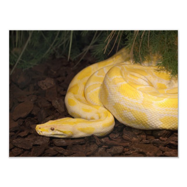 Phantastisch-Gelbe Burmese-Python Fotodruck (Vorne)