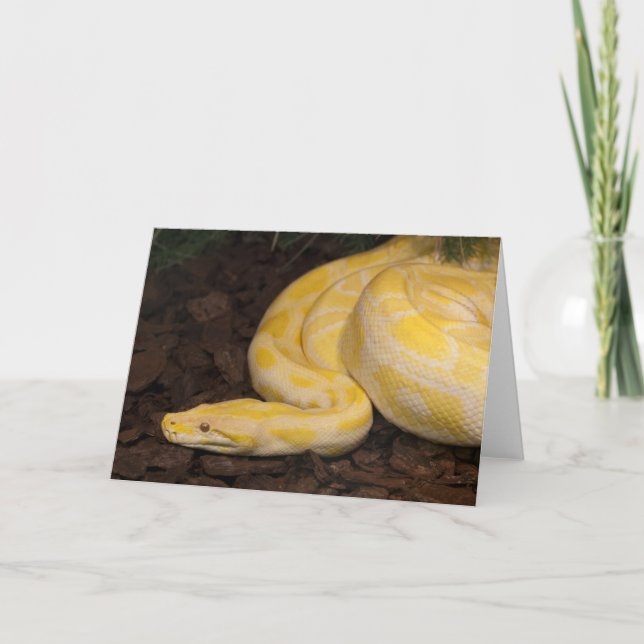 Phantastisch-Gelbe Burmese-Python Karte (Vorderseite)