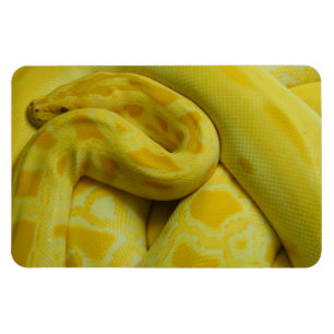 Phantastisch-Gelbe Burmese-Python Magnet