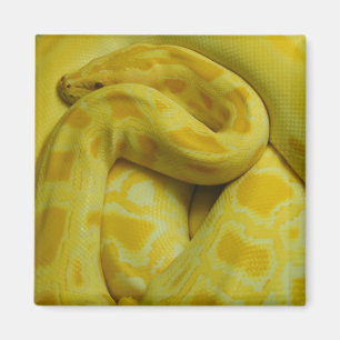 Phantastisch-Gelbe Burmese-Python Magnet