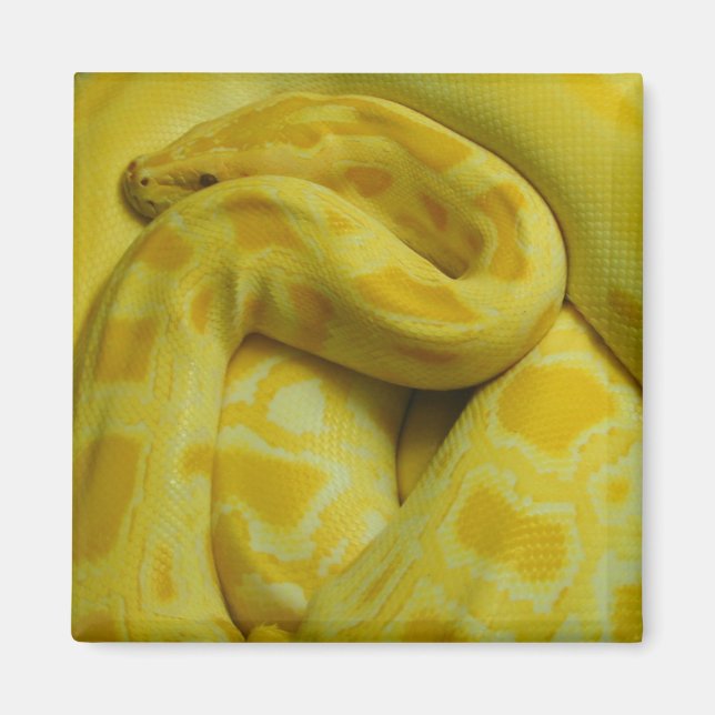 Phantastisch-Gelbe Burmese-Python Magnet (Vorne)