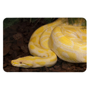 Phantastisch-Gelbe Burmese-Python Magnet
