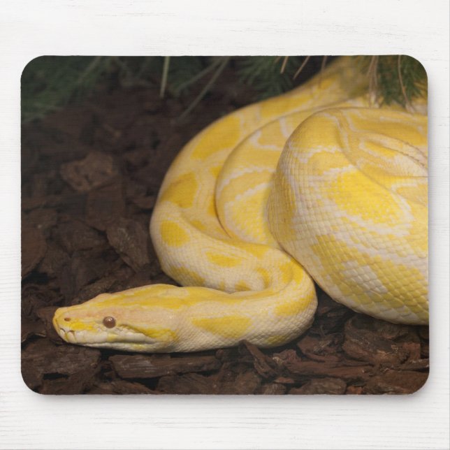 Phantastisch-Gelbe Burmese-Python Mousepad (Vorne)