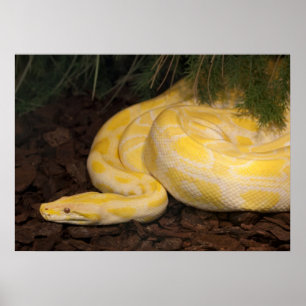 Phantastisch-Gelbe Burmese-Python Poster