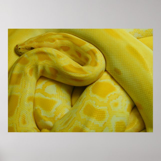 Phantastisch-Gelbe Burmese-Python Poster (Vorne)