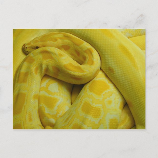 Phantastisch-Gelbe Burmese-Python Postkarte (Vorderseite)