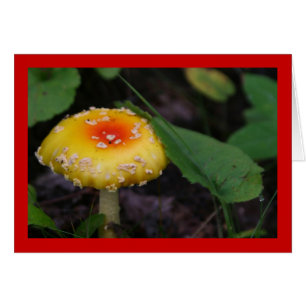 Phantastisch-gelbes Mushroom