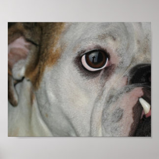 Phantastisch Grace Bulldog Cross Poster