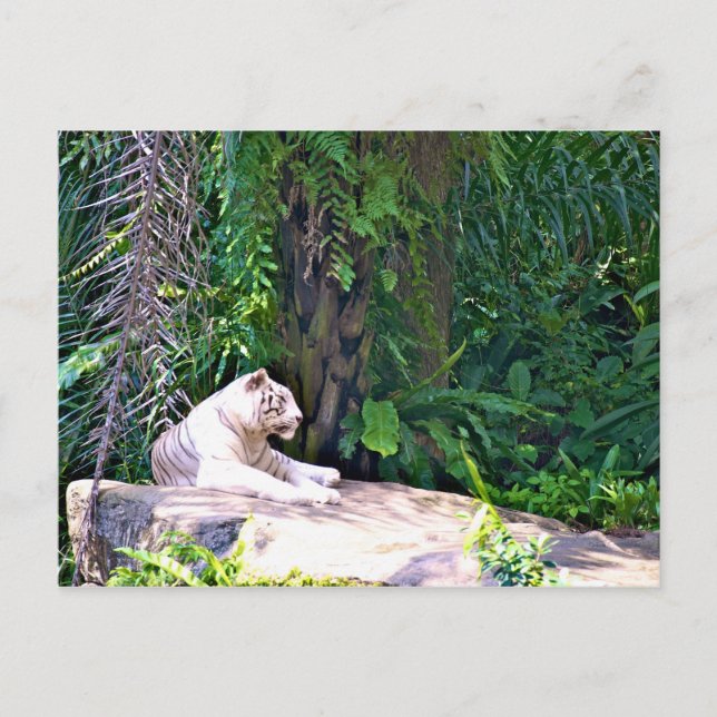 Phantastisch Great White Tiger Postkarte (Vorderseite)