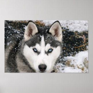 Phantastisch Husky Poster