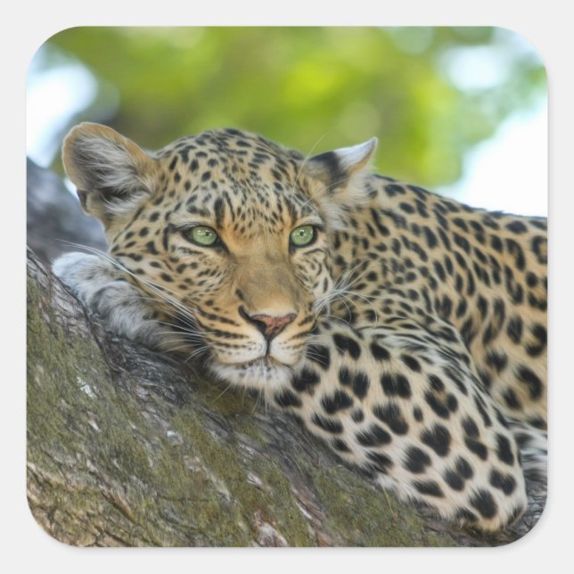 Phantastisch Leopard Quadratischer Aufkleber (Vorderseite)