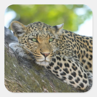 Phantastisch Leopard Quadratischer Aufkleber