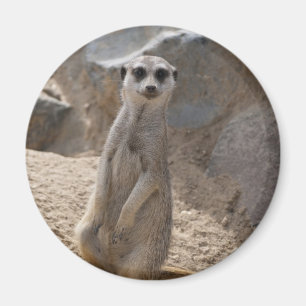 Phantastisch Meerkat Magnet