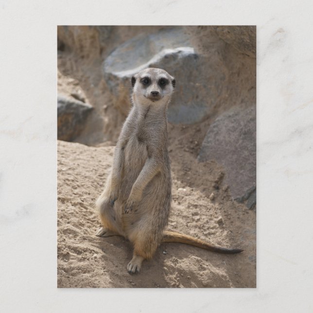 Phantastisch Meerkat Postkarte (Vorderseite)