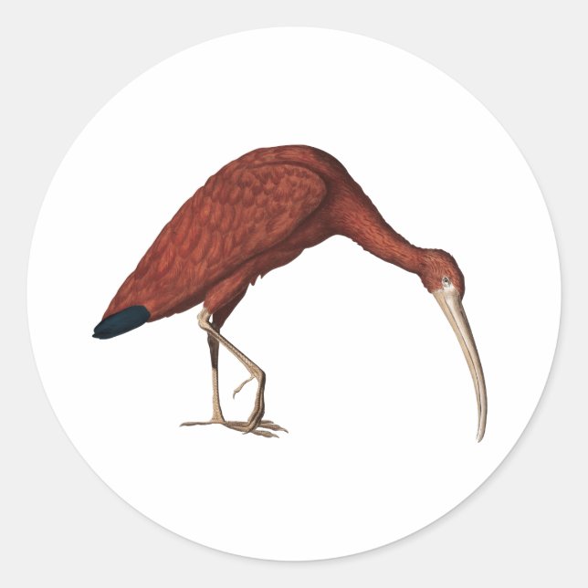 Phantastisch Red Ibis, Eudocimus ruber (1734) Squa Runder Aufkleber (Vorderseite)