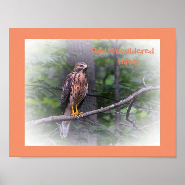 Phantastisch Red Shoulted Hawk Poster (Vorne)