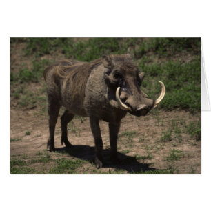 Phantastisch Warthog