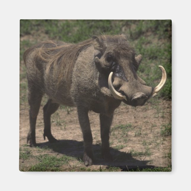 Phantastisch Warthog Magnet (Vorne)